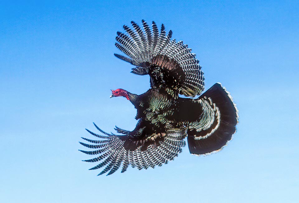 Meleagris gallopavo, Tacchino