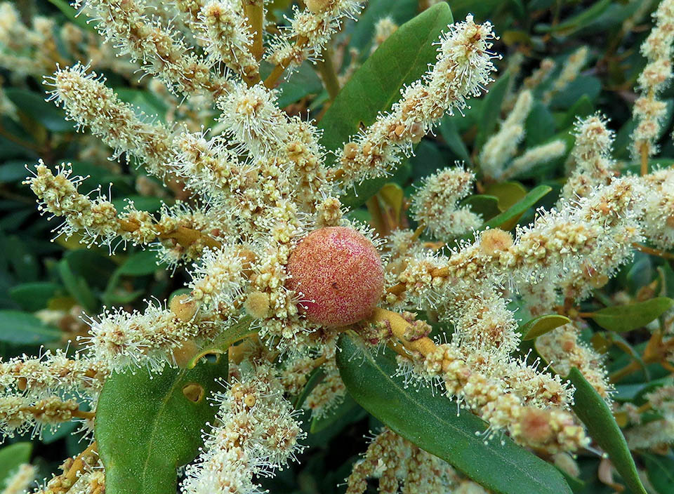 En las inflorescencias hay a veces estructuras globosas, al principio diminutas y de color gamuza, que luego alcanzan 12-14 mm de diámetro y se tornan rojizas o rojo intenso. Como a veces ocurre en robles y castaños, son agallas causadas por una pequeña avispa que pone sus huevos dentro de los ejes de las inflorescencias 