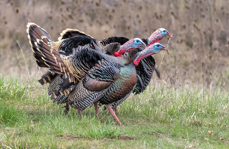 Meleagris gallopavo, Tacchino