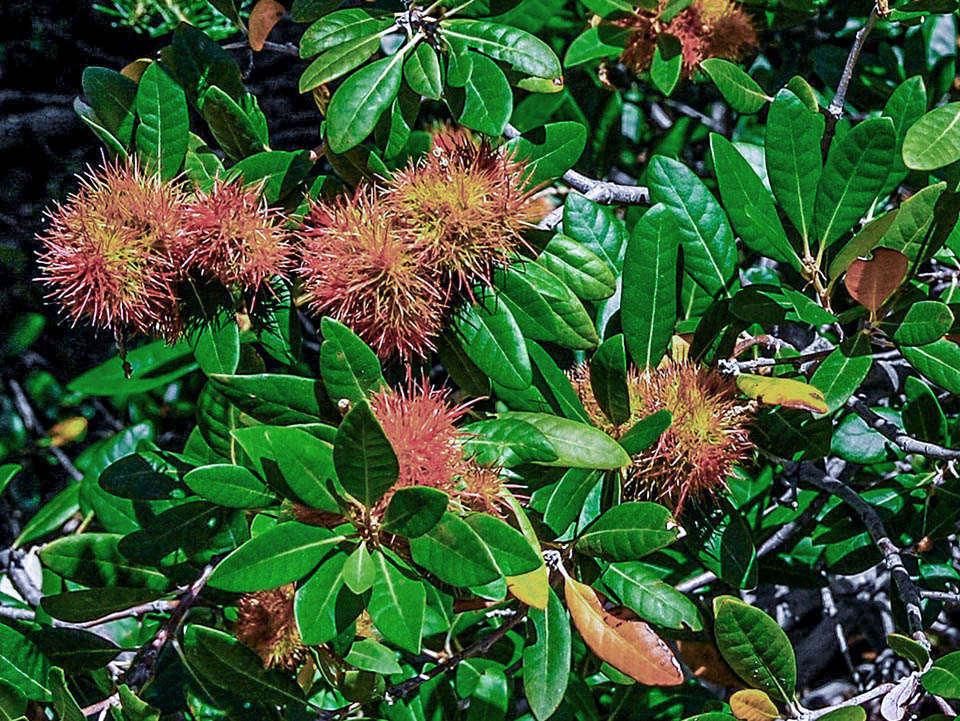 Chrysolepis sempervirens