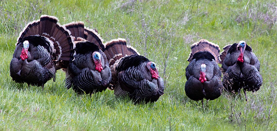 Meleagris gallopavo, Tacchino