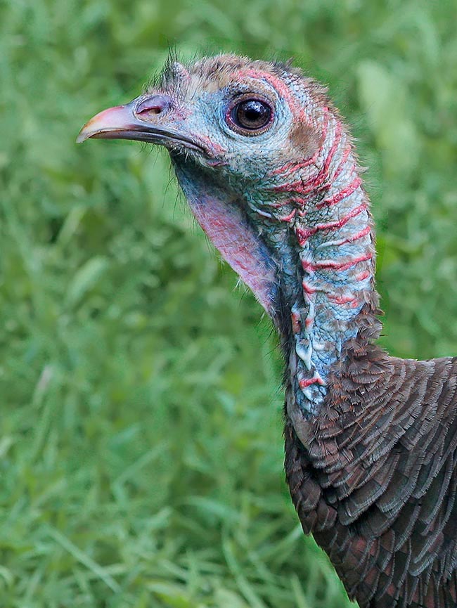 Meleagris gallopavo, Tacchino