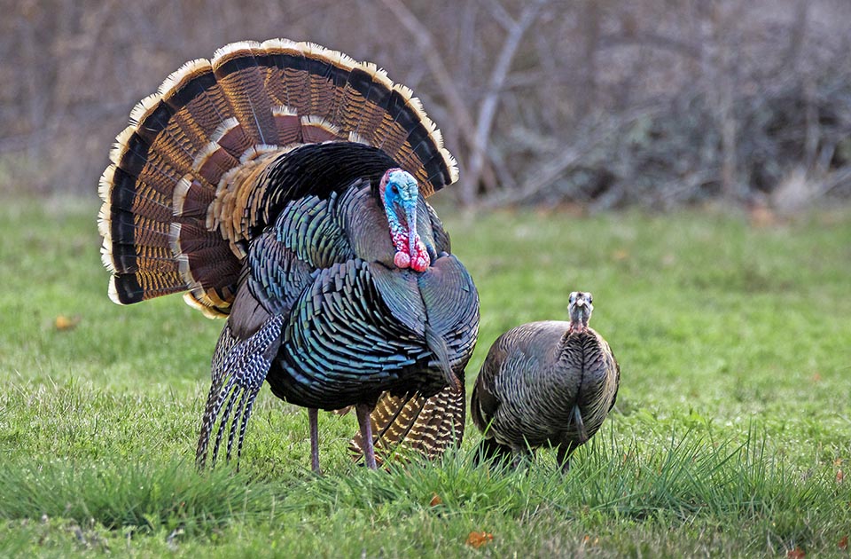 Meleagris gallopavo, Tacchino