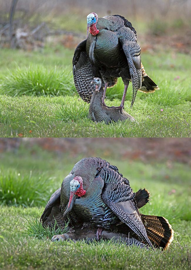 Meleagris gallopavo, Tacchino