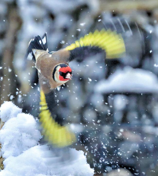 Carduelis carduelis, Cardellino