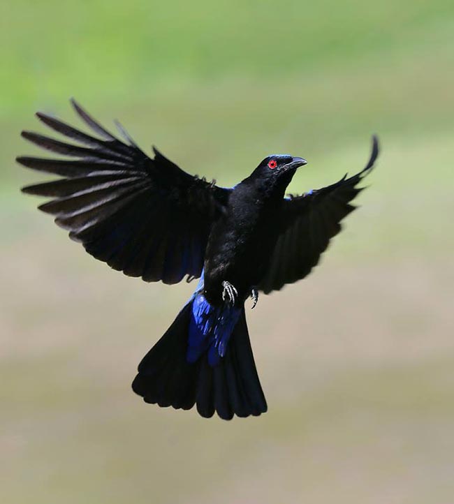 Irena puella, Irène vierge, Oiseau bleu des fées 