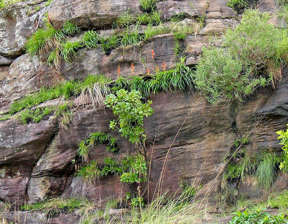 Pitcairnia feliciana