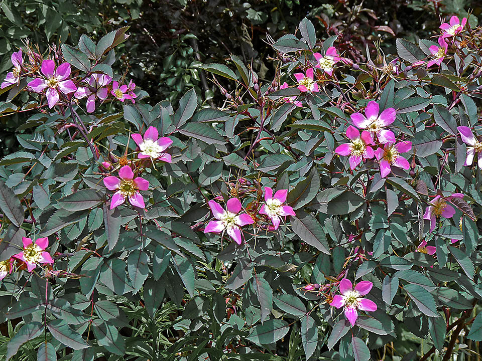 Rosa glauca