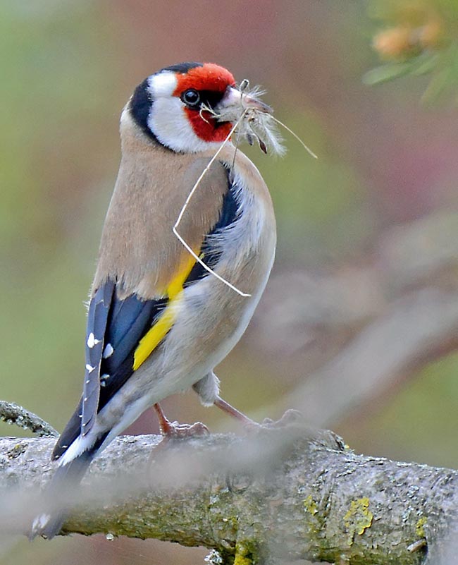 Carduelis carduelis, Cardellino