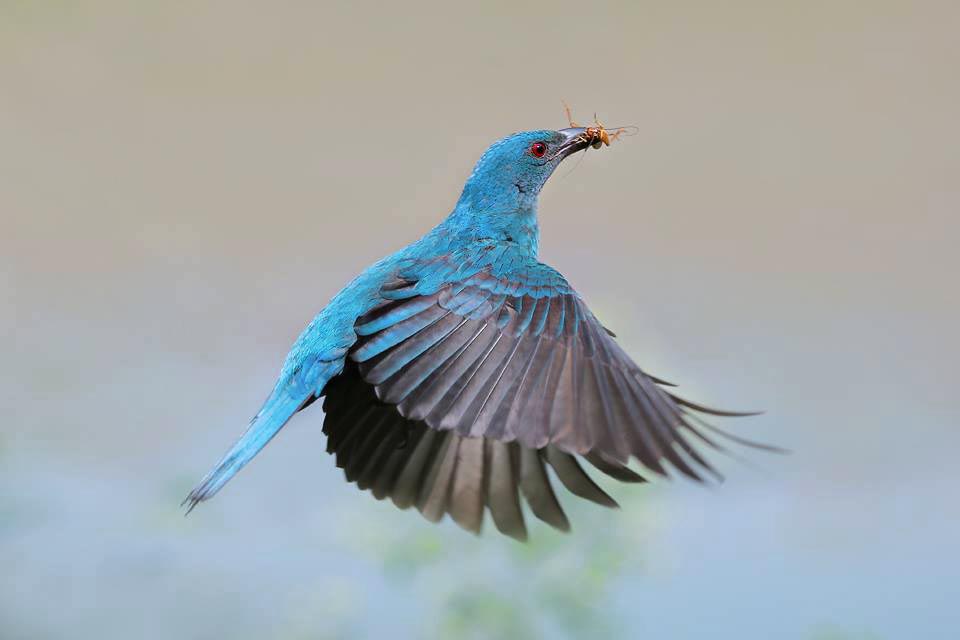 Irena puella, Asian fairy-bluebird