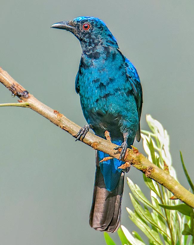 Irena puella, Asian fairy-bluebird