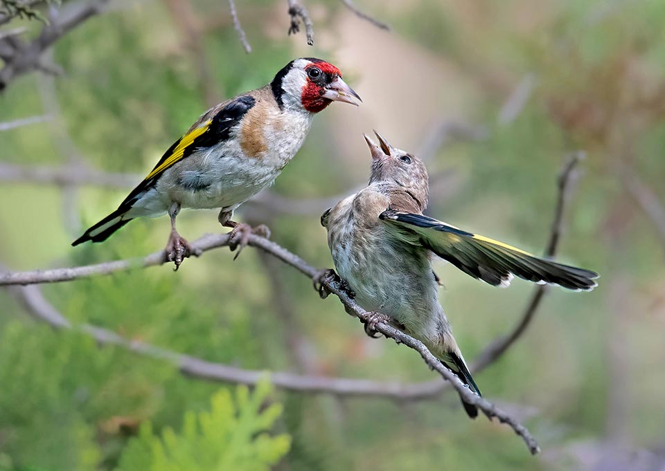 Carduelis carduelis, Cardellino