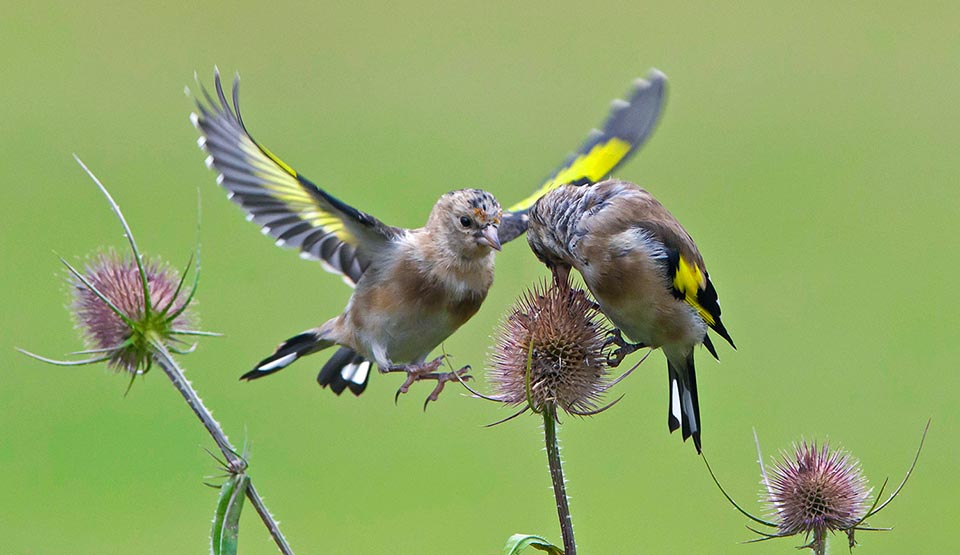 Carduelis carduelis, Chardonneret élégant