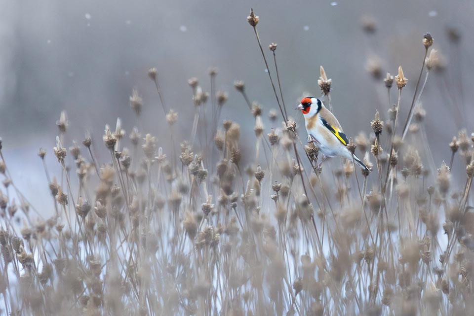 Carduelis carduelis, Chardonneret élégant