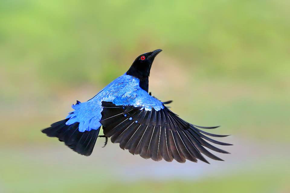 Irena puella, Irène vierge, Oiseau bleu des fées 