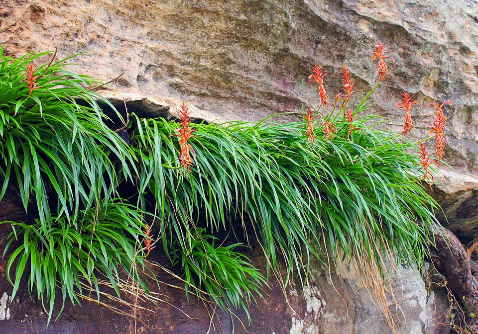 Pitcairnia feliciana