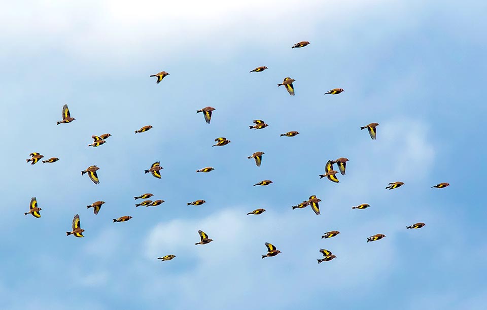 Carduelis carduelis, Chardonneret élégant