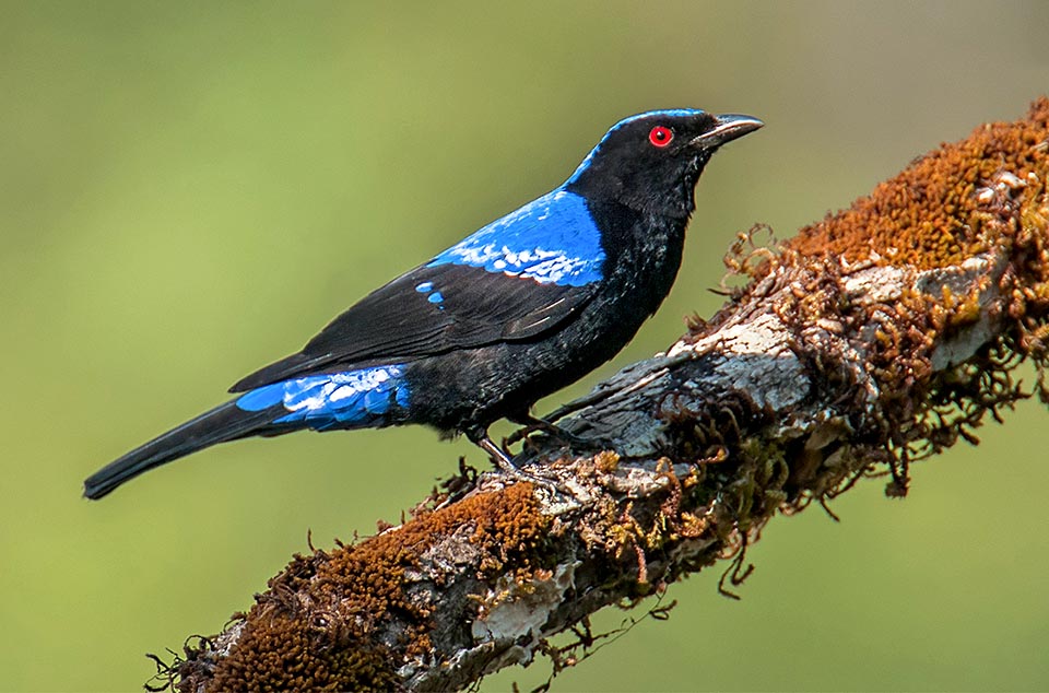 Irena puella, Asian fairy-bluebird