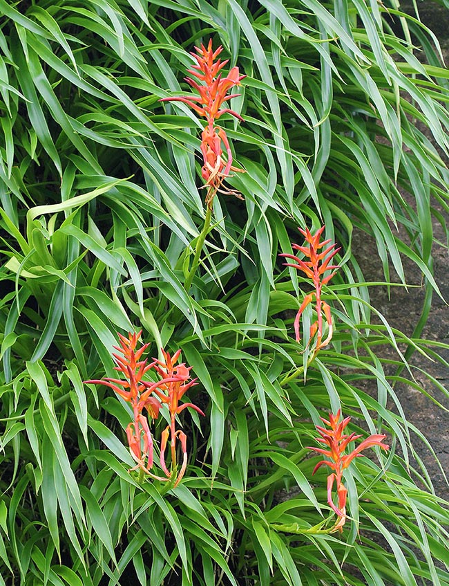 Pitcairnia feliciana