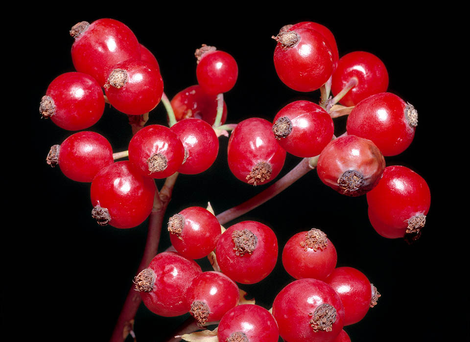 Rosa glauca