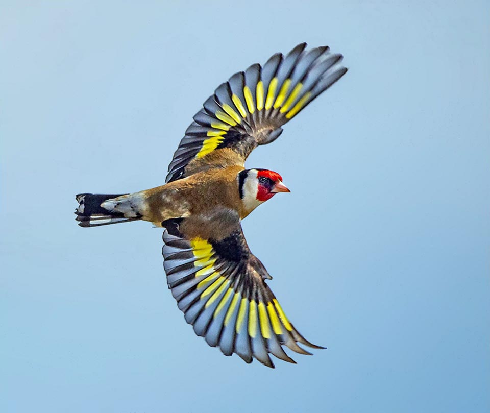 Carduelis carduelis, Cardellino