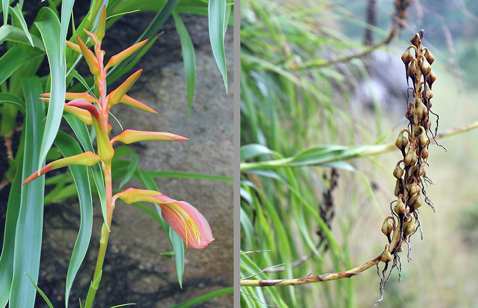 Pitcairnia feliciana