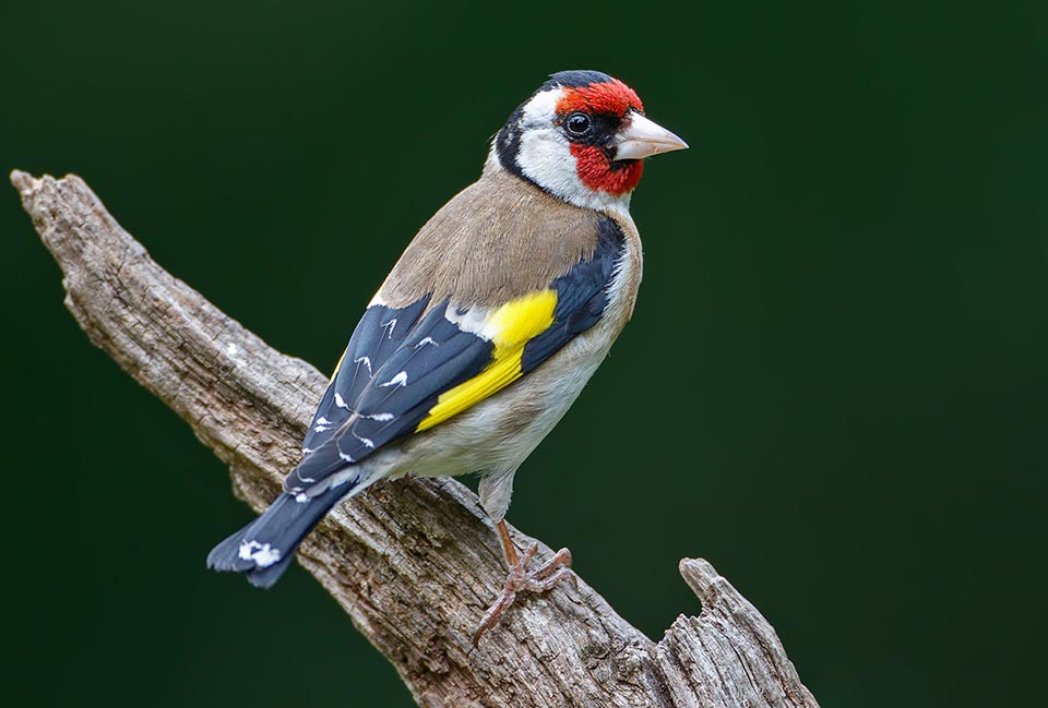 Carduelis carduelis, Chardonneret élégant