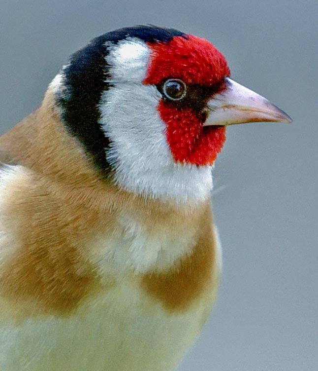 Carduelis carduelis, Chardonneret élégant