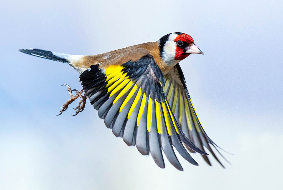 Carduelis carduelis, Chardonneret élégant