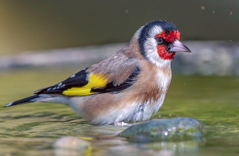 Carduelis carduelis, Cardellino