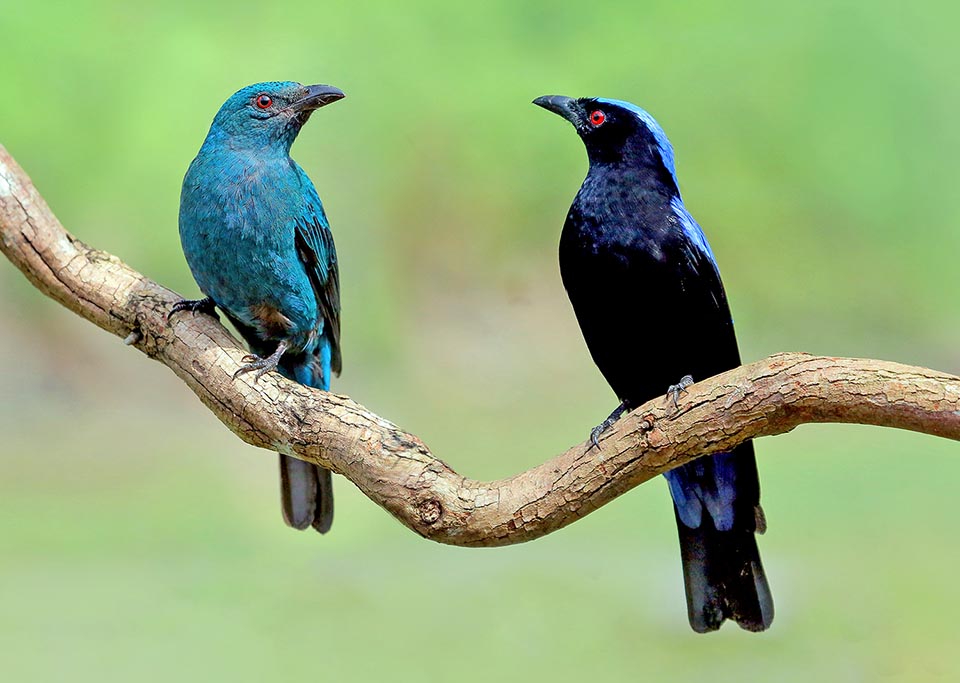 Irena puella Monaco Nature Encyclopedia