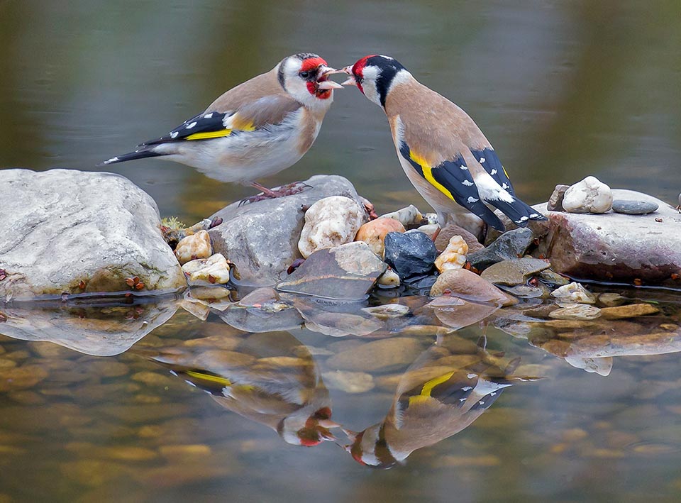 Carduelis carduelis, Goldfinch