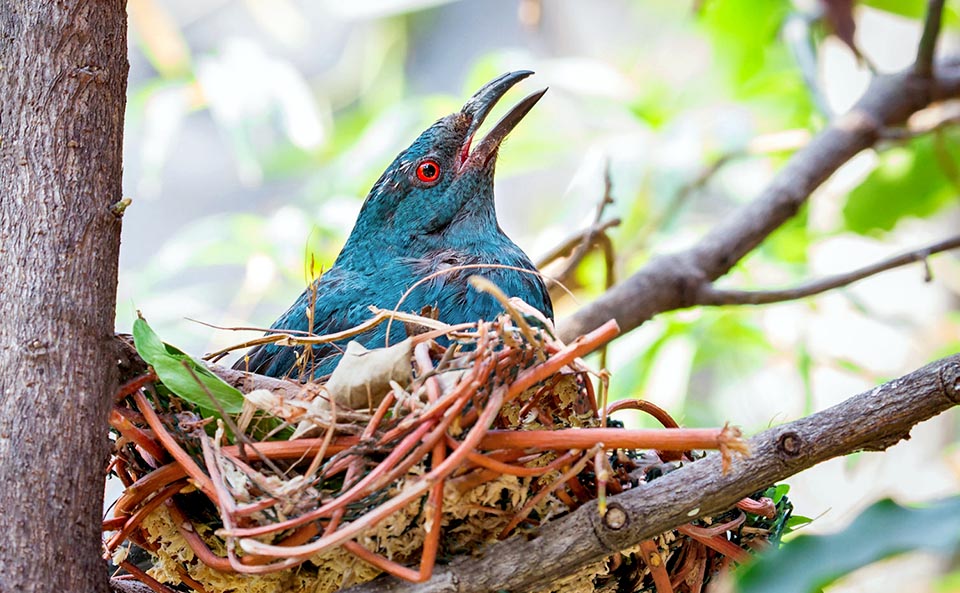 Irena puella, Asian fairy-bluebird