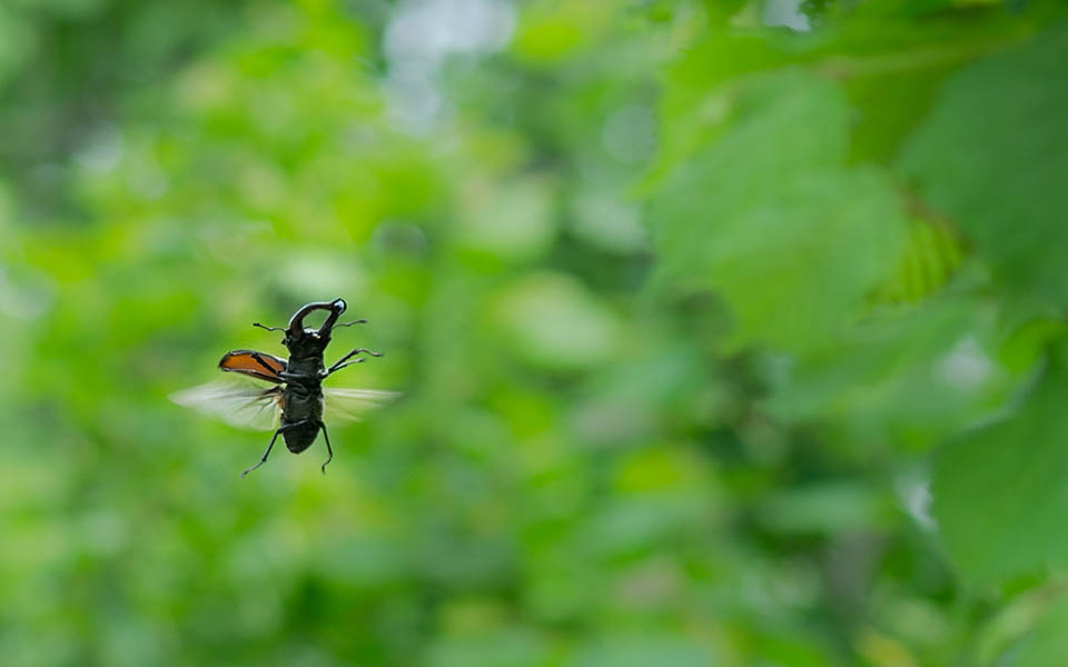 Lucanus cervus, Cerf-volant