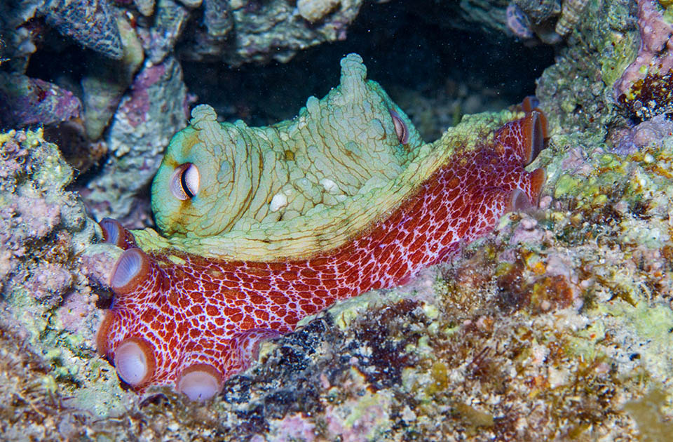 Octopus vulgaris, Pieuvre commune