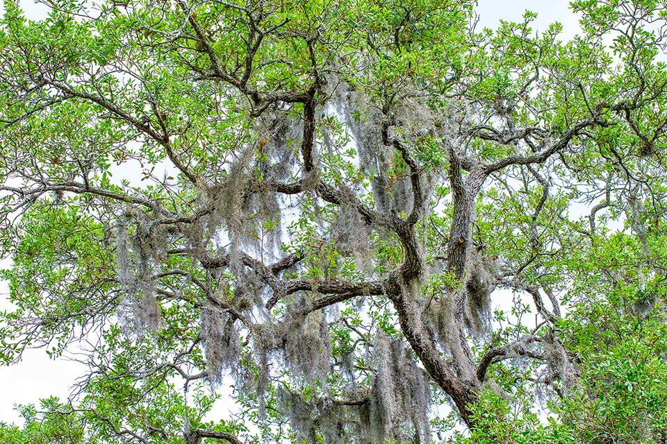 Tillandsia usneoides