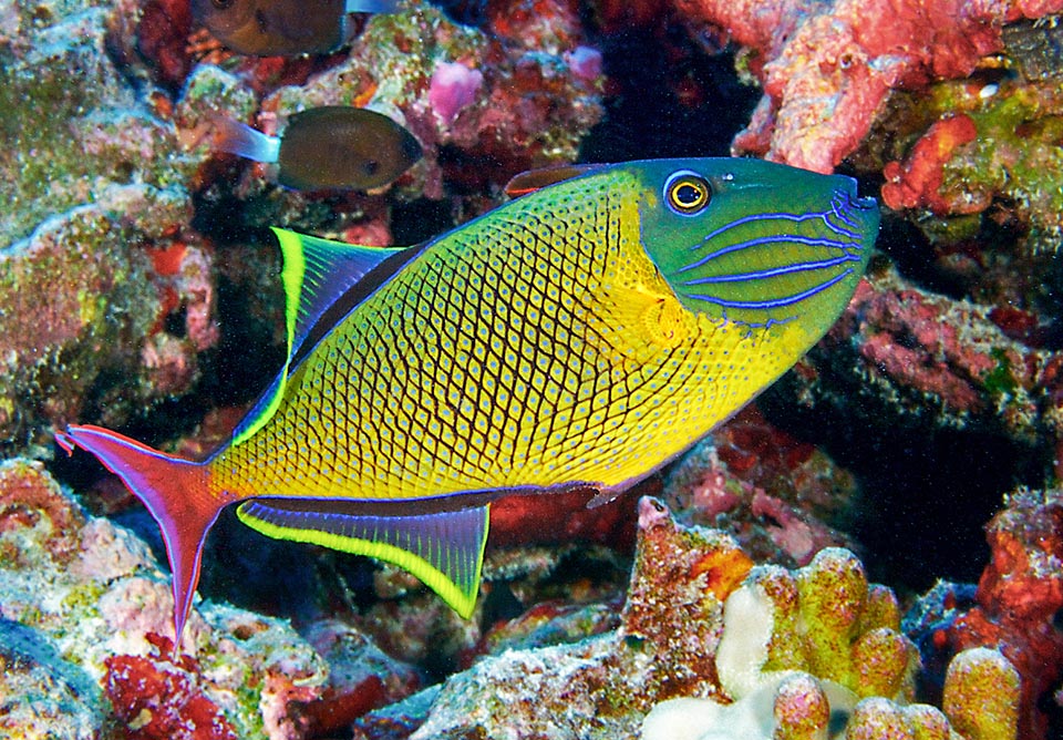 Xanthichthys mento is a western Pacific varicoloured Balistid. Even 30 cm long, it lives along the walls of the reefs between 6 and 130 m of depth.