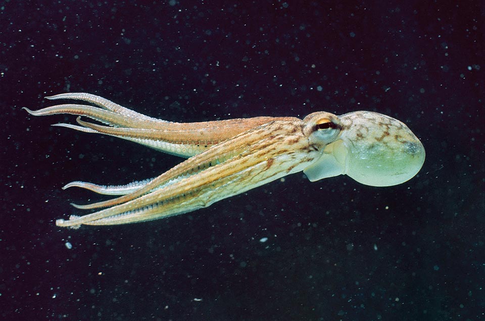 Octopus vulgaris, Pieuvre commune