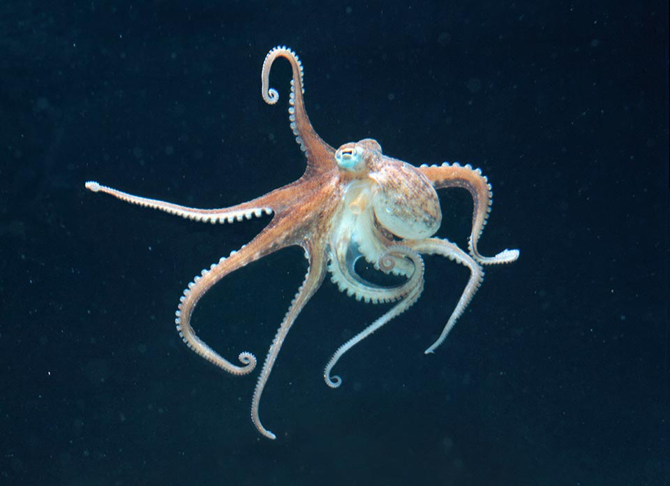 Octopus vulgaris, Pieuvre commune