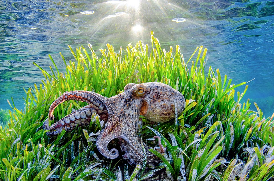 Octopus vulgaris, Pieuvre commune