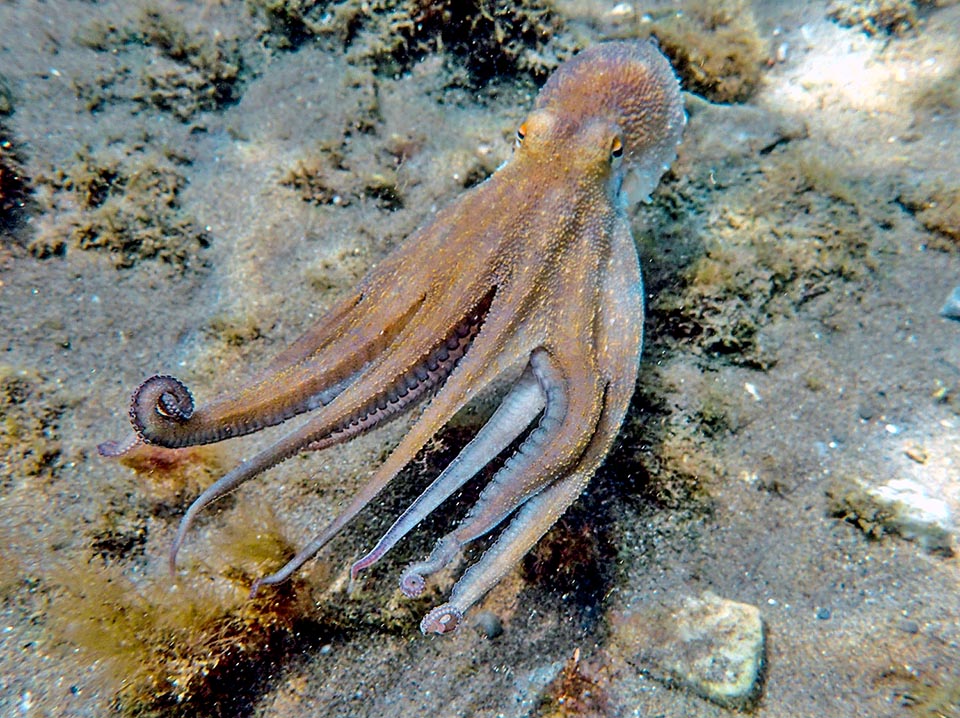 Octopus vulgaris, Pieuvre commune