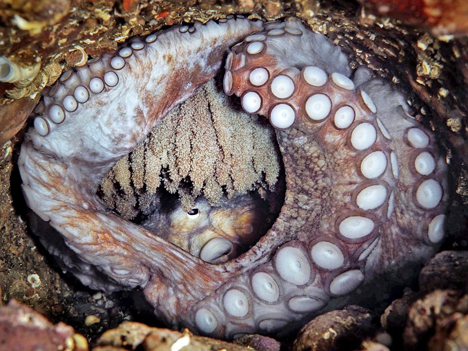 Octopus vulgaris, Polpo