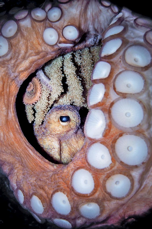 Octopus vulgaris, Common octopus