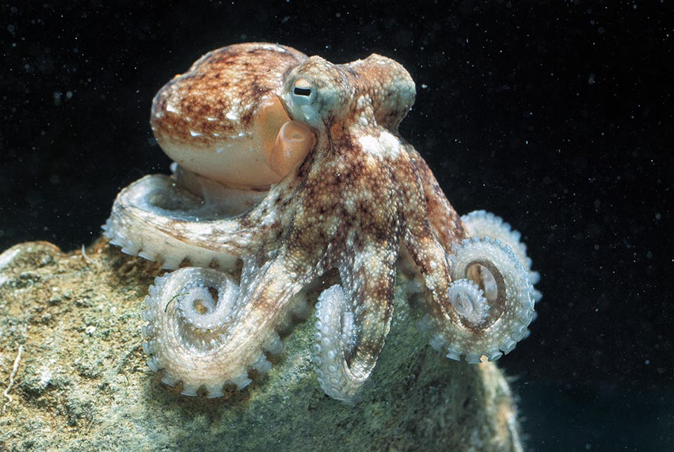 Octopus vulgaris, Pieuvre commune