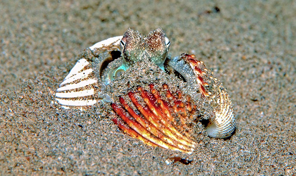 Octopus vulgaris, Common octopus