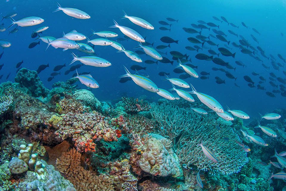 Many schools of fishes, such as Caesio caerulaurea, feed on zooplankto