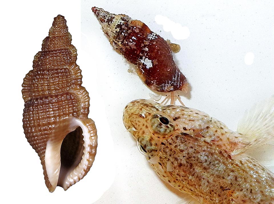 Cumia reticulata Cumia reticulata