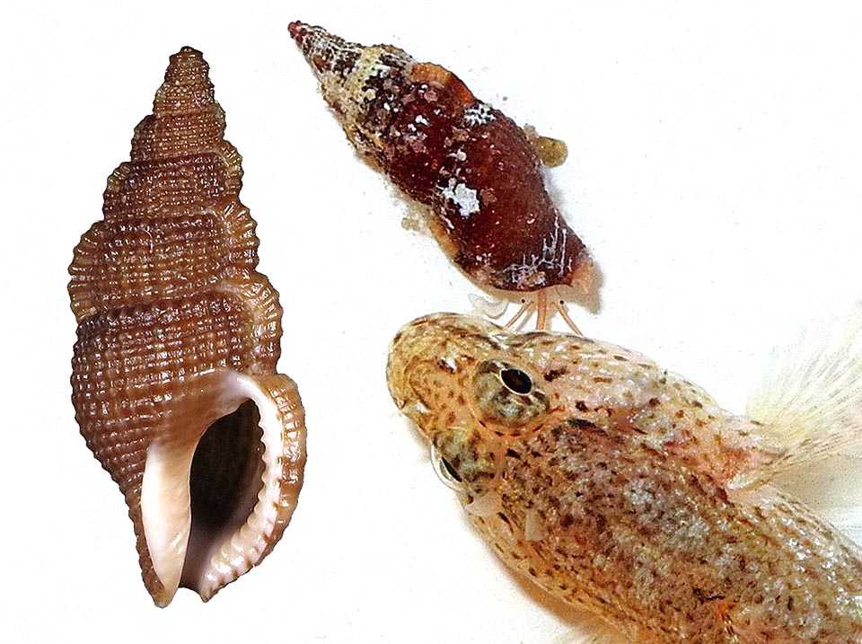 Cumia reticulata and shell.