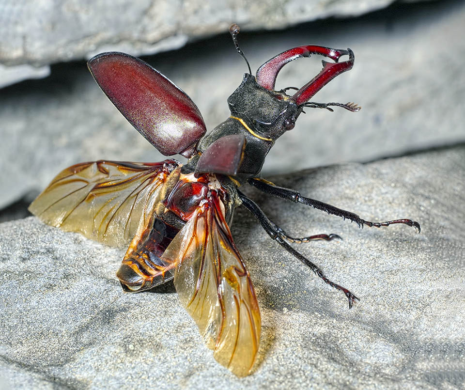 Lucanus cervus, Cerf-volant