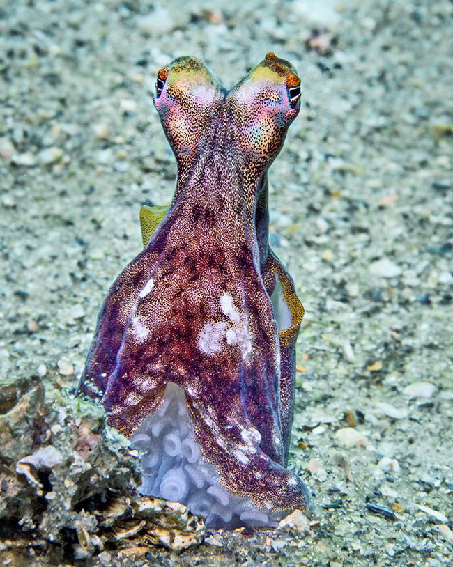 Octopus vulgaris, Pieuvre commune